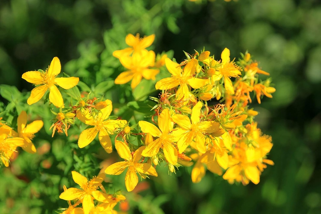 organic-saint-johns-wort-plant-hypericum-3.jpg