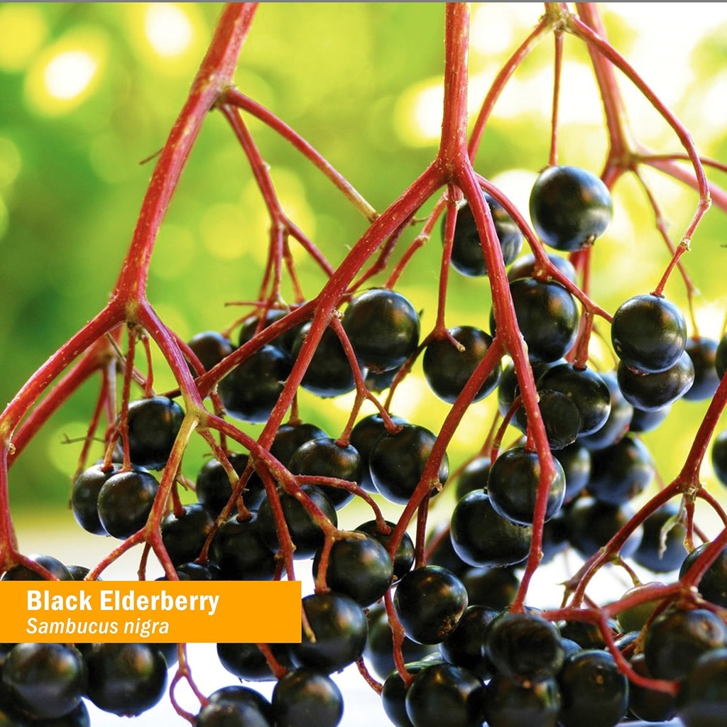 herb-pharm-certified-organic-black-elder-2.jpg