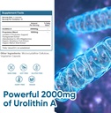 urolithin-a-supplement-2000-mg---360-cap-4.jpg