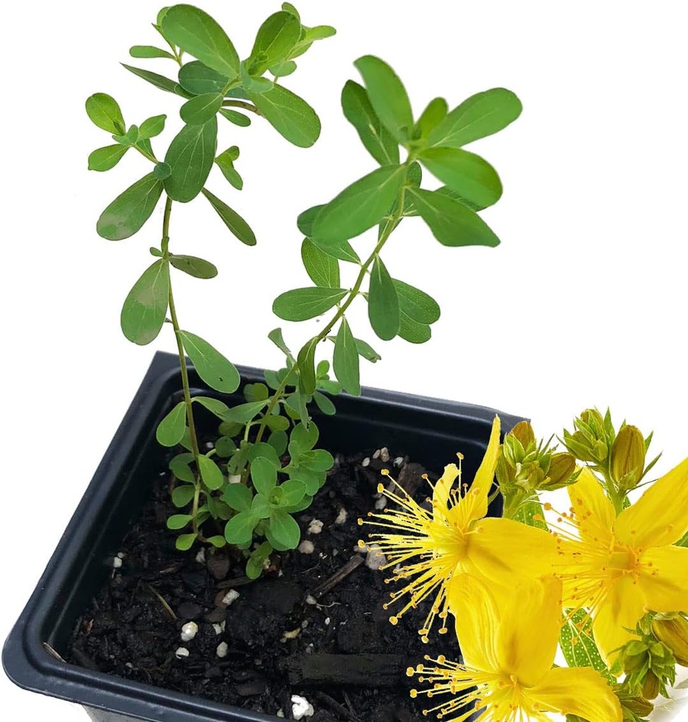 Organinis Saint 's John' s Wort Plant, (Hypericum Perforatum) 2,5 colio Pot - St 's John' s Wort Live Plant