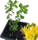 Organinis Saint 's John' s Wort Plant, (Hypericum Perforatum) 2,5 colio Pot - St 's John' s Wort Live Plant